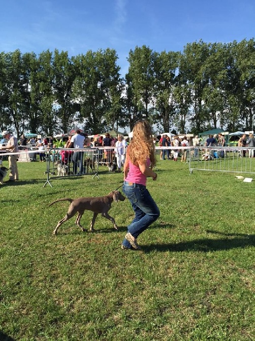 Des Cendrées De Bercé - Première représentante des Cendrées en expo : Louna !