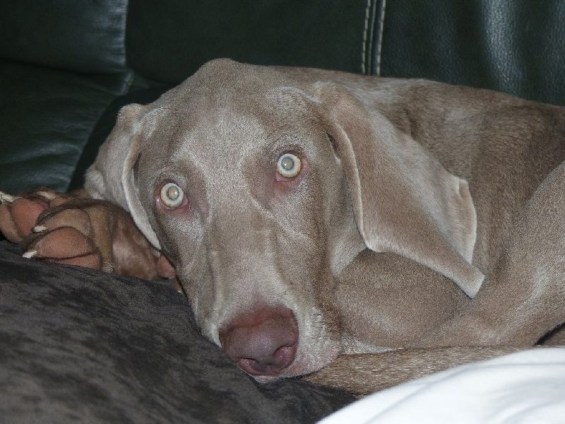 Lily Rose des Cendrées de Bercé