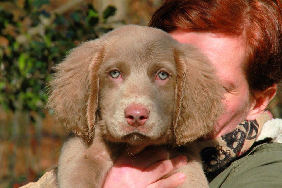 Des Cendrées De Bercé - Chiots disponibles - Braque de Weimar